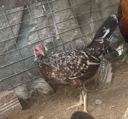 cupan mỹ 1kg1. Mua bán Gà tại Huyện Châu Thành Tây Ninh được đăng bởi Duy Tân hình 1