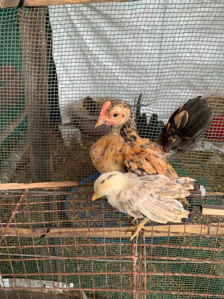 Gà Serama 1 trống 1 mái 2 tháng. Mua bán Gà tại Thị xã Bình Minh Vĩnh Long được đăng bởi Nguyễn Quang Vinh hình 1