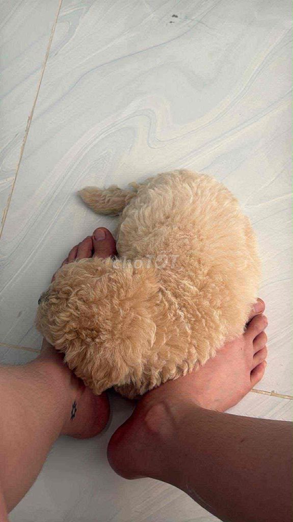 Chó Con Poodle Trắng Kem teacup Siêu Cute 3th. Mua bán Chó tại Quận Bình Thạnh Tp Hồ Chí Minh được đăng bởi Lê Dương Diệp Kha hình 3