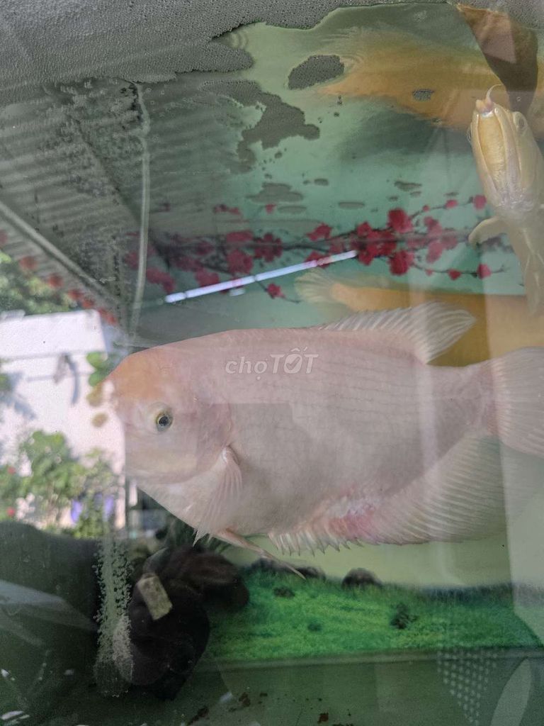 Cá Phát Tài Trắng hồng. Mua bán Thú cưng khác tại Huyện Hóc Môn Tp Hồ Chí Minh được đăng bởi Long hình 1