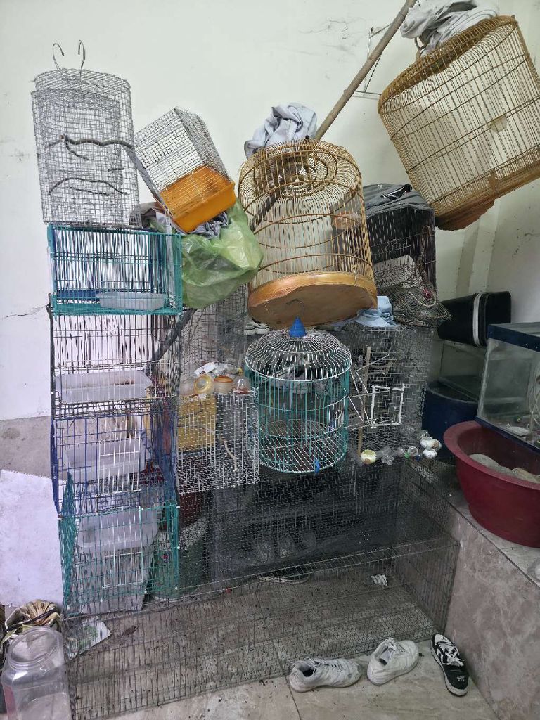 Lồng chim Kim loại Tre cũ. Mua bán Phụ kiện, Thức ăn, Dịch vụ tại Thị xã Bến Cát Bình Dương được đăng bởi Anh Phạm hình 1