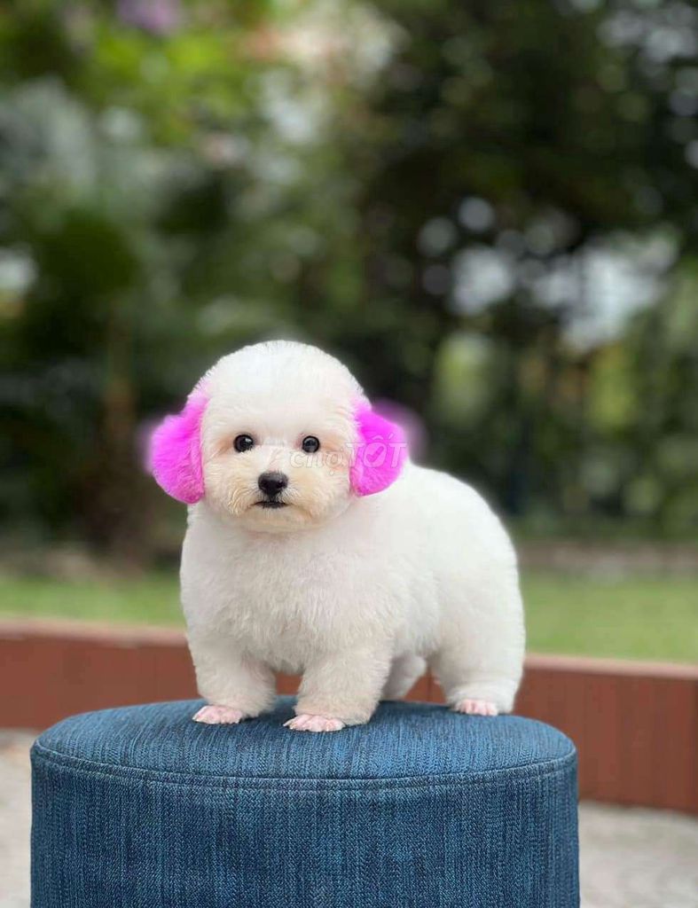 Poodle mặt  gau trắng