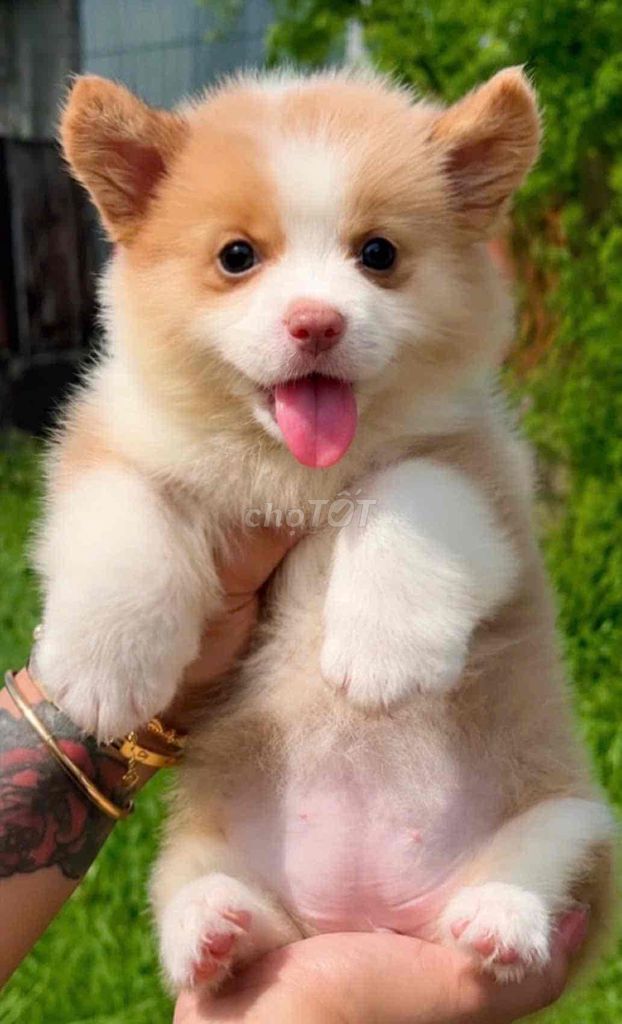 Chó Corgi màu  Vàng trắng đã tiêm phòng. Mua bán Chó tại Huyện Bình Chánh Tp Hồ Chí Minh được đăng bởi pom pet sài gòn hình 1
