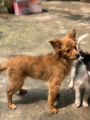 Chó Nhật lai cái màu Nâu