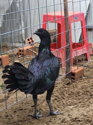 Gà Peru mỹ 5thang. Mua bán Gà tại Huyện Tân Phước Tiền Giang được đăng bởi Nguyen Lâm