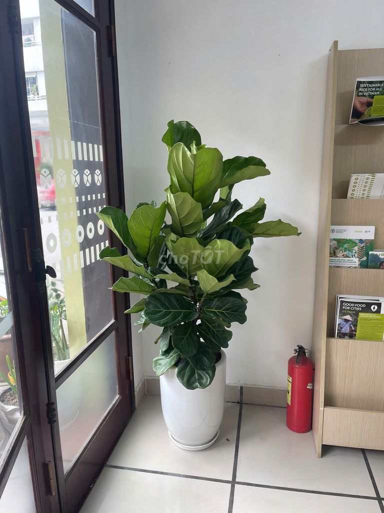Bán Cây cảnh Hạnh Phúc - Bàng Singapore . Mua bán Cây cảnh, đồ trang trí tại Quận Long Biên Hà Nội được đăng bởi Cảnh quan  hình 1