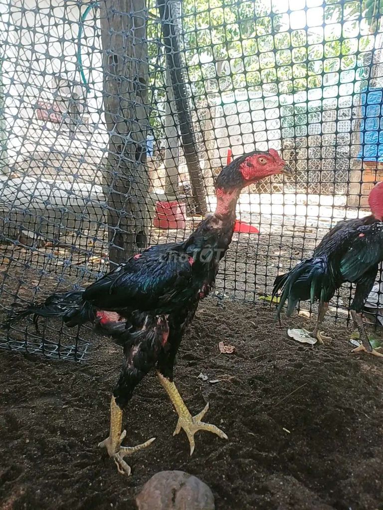 Gà chọi ô chạng hiện 2 kí 6. Mua bán Gà tại Thành phố Tuy Hòa Phú Yên được đăng bởi Huỳnh Thanh Phong  hình 1