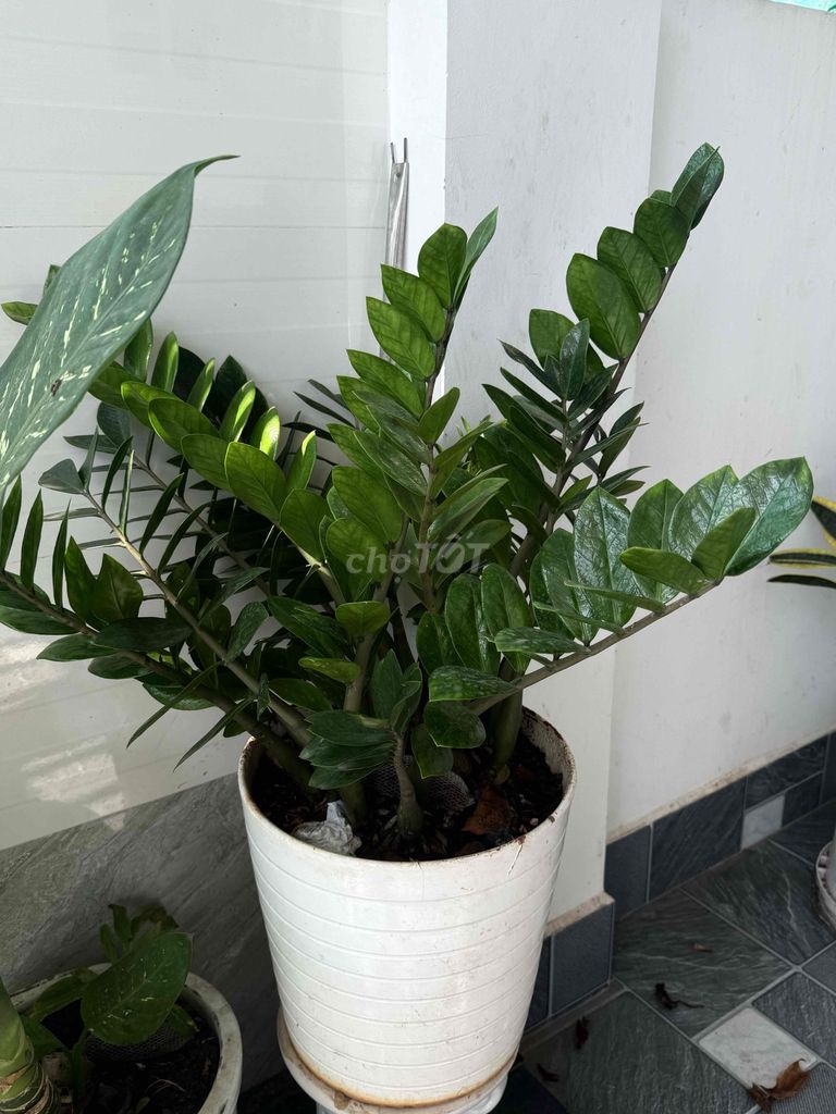 Chậu cây kim tiền xanh đẹp khoẻ trồng tự nhiên. Mua bán Cây cảnh, đồ trang trí tại Huyện Long Thành Đồng Nai được đăng bởi trần thanh ngọc hình 1