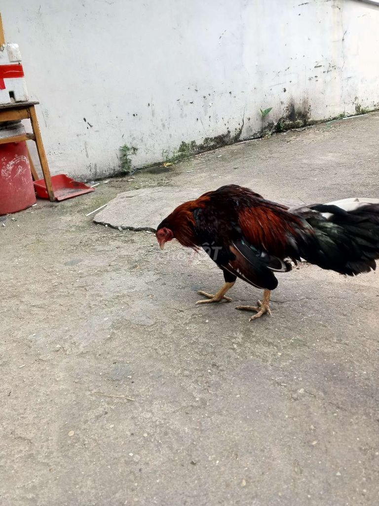 Đều 1kg2
