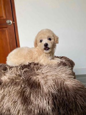 poodle thuần chủng