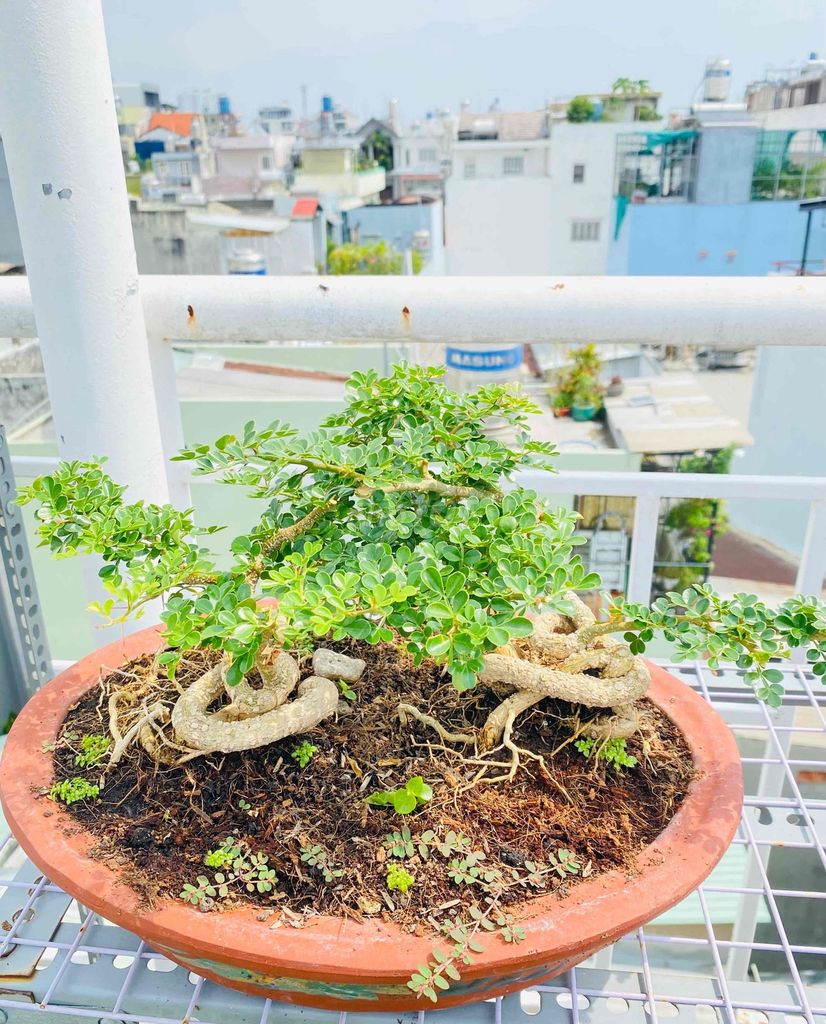 Bonsai Cần Thăng, TÂM THANH AN LẠC NGÀY MỚI. Mua bán Cây cảnh, đồ trang trí tại Quận Tân Phú Tp Hồ Chí Minh được đăng bởi Nguyễn Hoàng hình 1