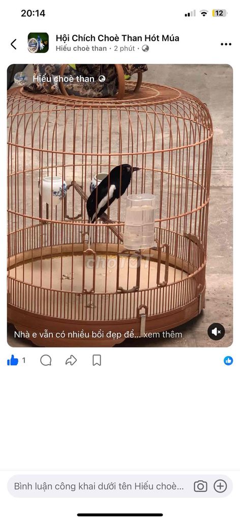 Chim chích chòe than trống giọng hay khỏe mạnh. Mua bán Chim tại Quận Hà Đông Hà Nội được đăng bởi Ngô Doãn Hiếu hình 1