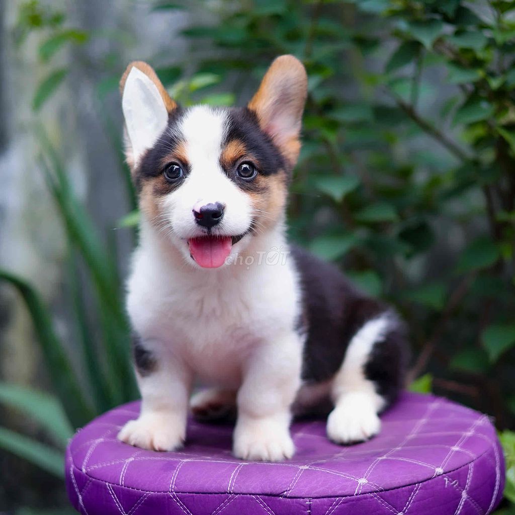 chó corgi hơn 2 tháng tuổi