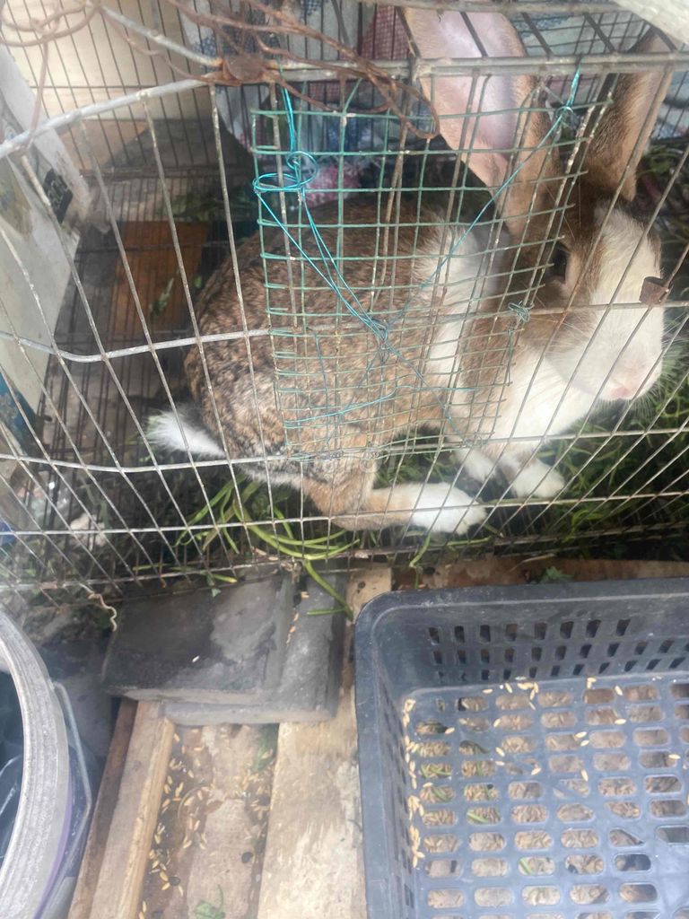 Thỏ nhiều màu 3 con. Mua bán Thú cưng khác tại Thành phố Thủ Đức Tp Hồ Chí Minh được đăng bởi Trang hình 1