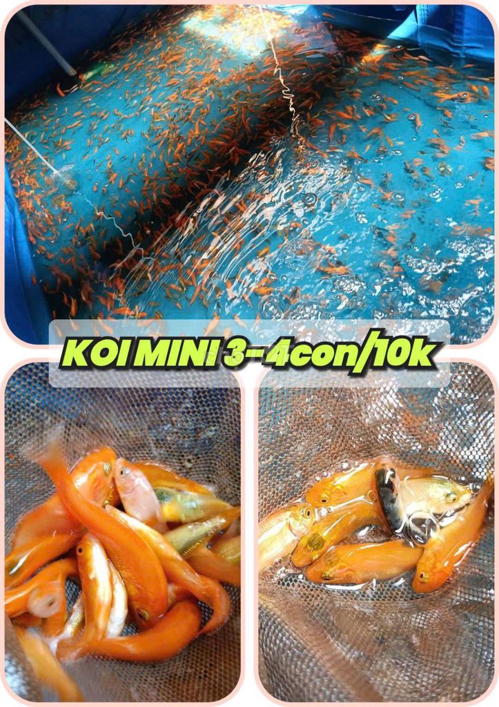 Cá cảnh Koi Mini. Mua bán Thú cưng khác tại Quận Liên Chiểu Đà Nẵng được đăng bởi Trương Ngân Hà hình 1