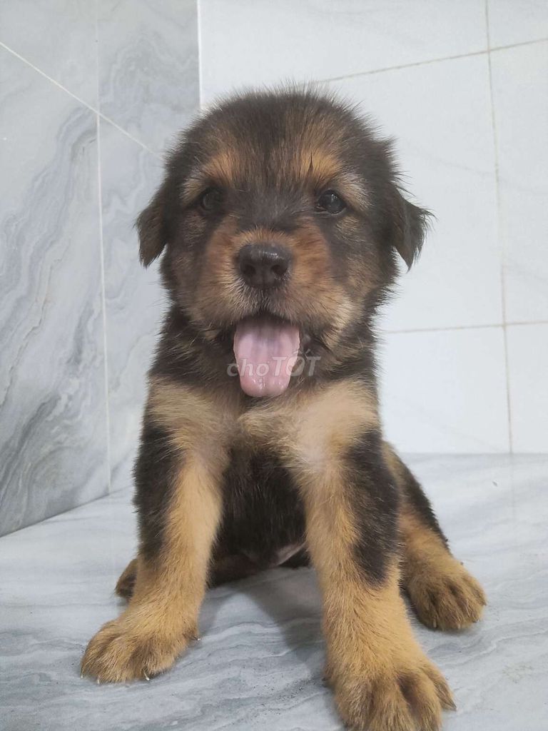 Chó Rottweiler F1 đực lưỡi đốm đen rất khôn . Mua bán Chó tại Quận 6 Tp Hồ Chí Minh được đăng bởi Tăng Chí Lương  hình 1