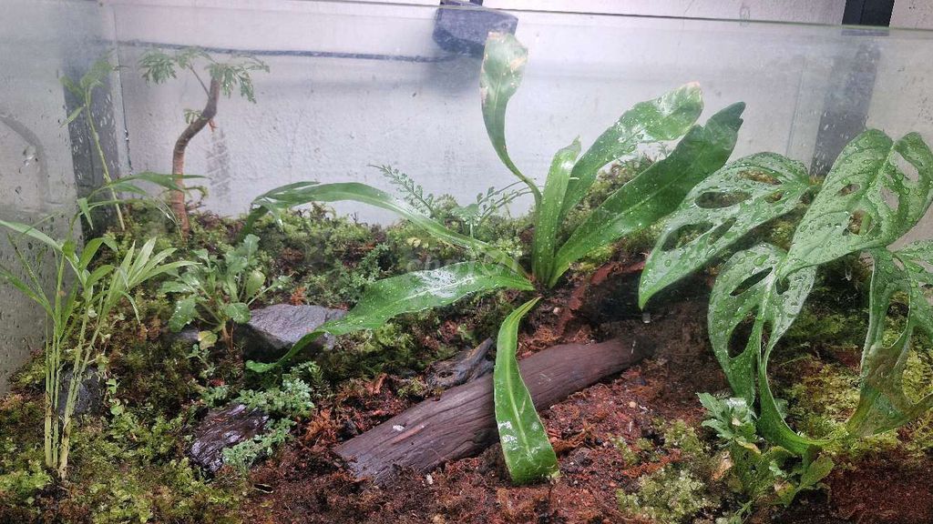 bọ cạp đen vn. Mua bán Thú cưng khác tại Quận 11 Tp Hồ Chí Minh được đăng bởi Watch Center hình 1