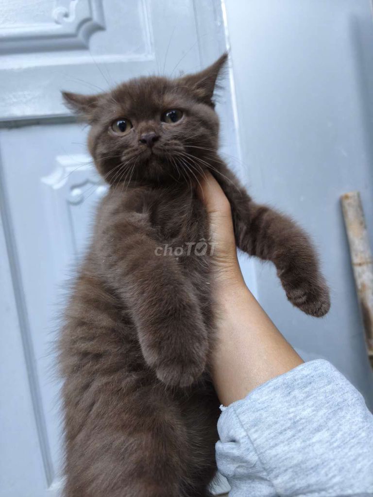 HCM Vũng Tàu bán mèo ALN form to đã tiêm cá rẻ. Mua bán Mèo tại Quận 5 Tp Hồ Chí Minh được đăng bởi Miss An hình 1