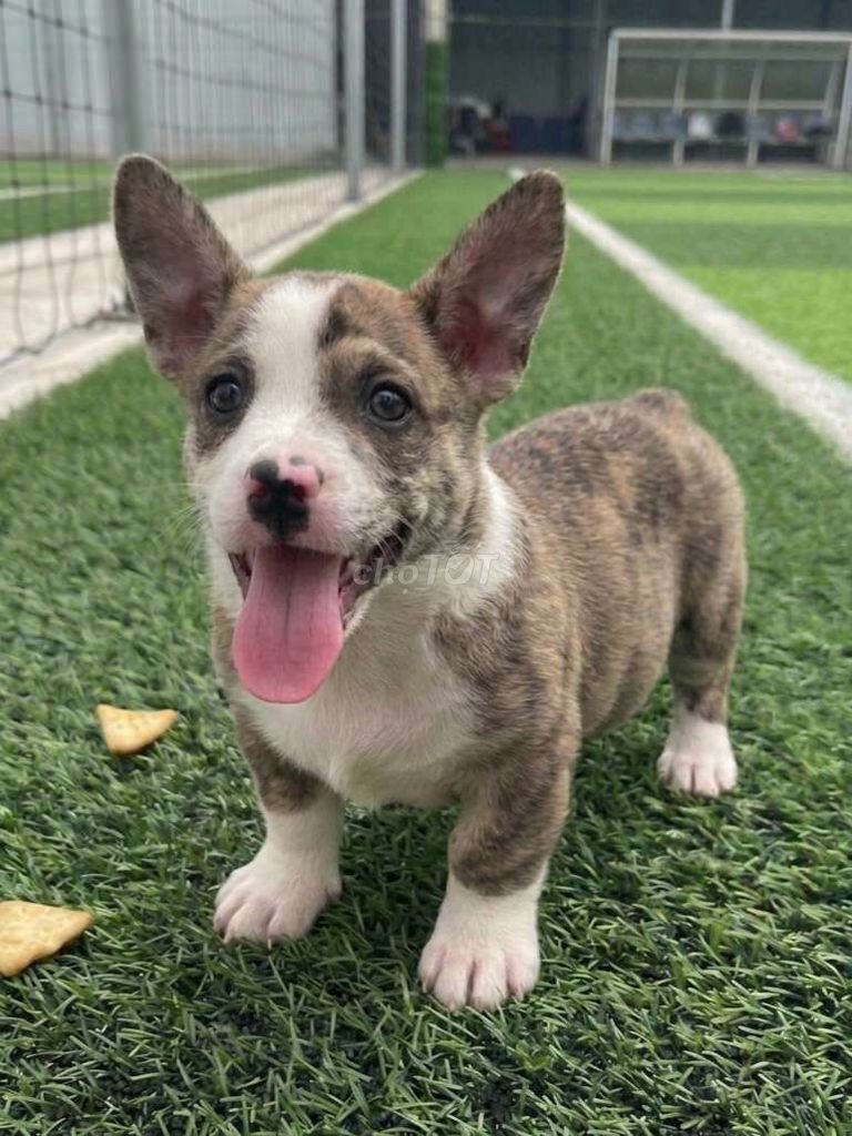 Chó Corgi đực 2.5 tháng màu hiếm siêu cute. Mua bán Chó tại Quận 1 Tp Hồ Chí Minh được đăng bởi Thi Thi hình 1