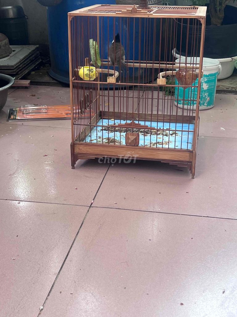 Chim chào mào trống non 2 tháng đã tiêm. Mua bán Chim tại Quận 6 Tp Hồ Chí Minh được đăng bởi Letuankhang hình 1