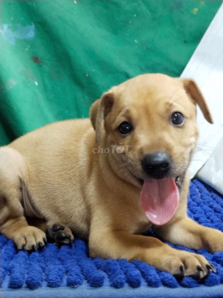 Chó Labrador lai đực thân thiện yêu chủ . Mua bán Chó tại Quận Bình Tân Tp Hồ Chí Minh được đăng bởi Nguyễn Hằng hình 1