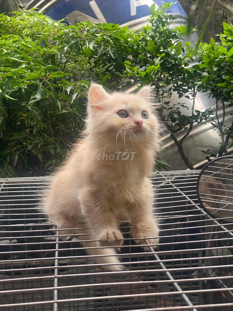 Mèo Anh lông dài nhà đẻ. Mua bán Mèo tại Quận Long Biên Hà Nội được đăng bởi Nam Hải hình 1