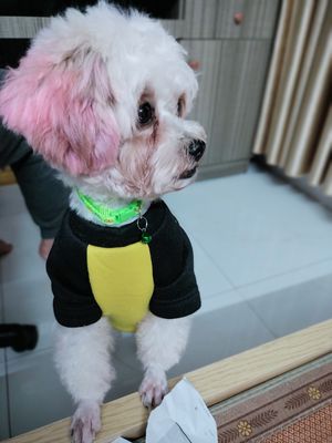 Chó Poodle đẹp màu trắng, 3 tuổi, cân nặng 5kg