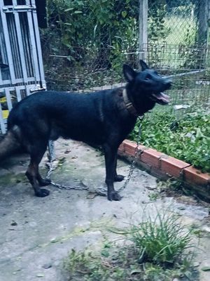 Malinois becgie bỉ  đực tơ 15 tháng. Mua bán Chó tại Huyện Củ Chi Tp Hồ Chí Minh được đăng bởi Thiên Tài 