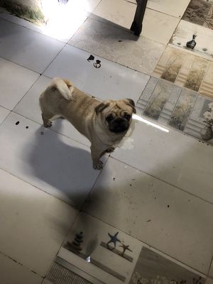 Bán đôi Pug Đực Cái Giá tốt.. Mua bán Chó tại Quận Hai Bà Trưng Hà Nội được đăng bởi Phạm minh tuấn hình 1