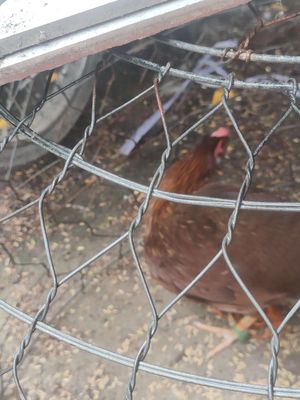 Gà 7 tháng. Mua bán Gà tại Huyện Chợ Mới An Giang được đăng bởi Huỳnh Phú Cường