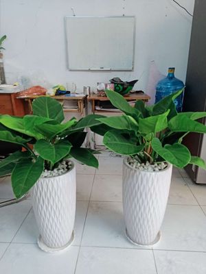 Trầu bà đế vương xanh. Mua bán Cây cảnh, đồ trang trí tại Quận Gò Vấp Tp Hồ Chí Minh được đăng bởi A Hải