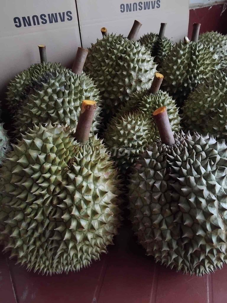 Sầu riêng Ri6 Nhà trồng - Lâm Đồng. Mua bán Đồ ăn, thực phẩm và các loại khác tại Thành phố Bảo Lộc Lâm Đồng được đăng bởi Ngọc Lan hình 1