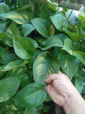 Dây trầu bà giống. Mua bán Cây cảnh, đồ trang trí tại Quận 12 Tp Hồ Chí Minh được đăng bởi Thíchđủthứ