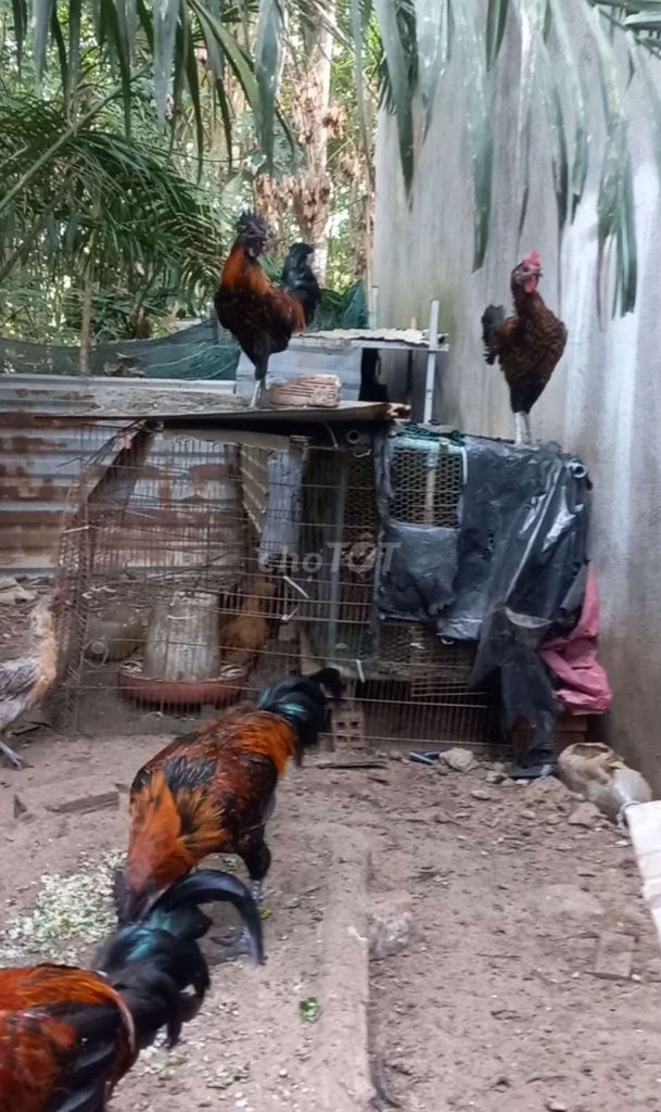 Gà HMông trống to con. Mua bán Gà tại Huyện Bàu Bàng Bình Dương được đăng bởi THANH LONG hình 1