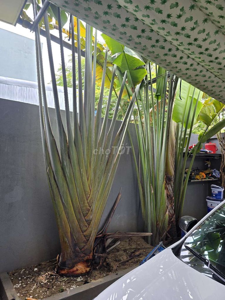 Chuối rẻ quạt Đã qua sử dụng. Mua bán Cây cảnh, đồ trang trí tại Quận Liên Chiểu Đà Nẵng được đăng bởi S hình 1