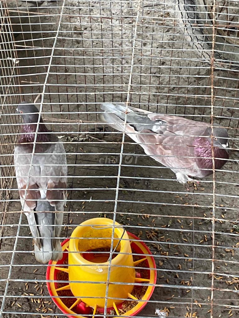 Chim bồ câu sinh sản hơn 1 năm tuổi. Mua bán Chim tại Huyện Thới Bình Cà Mau được đăng bởi Nguyên Trương hình 1