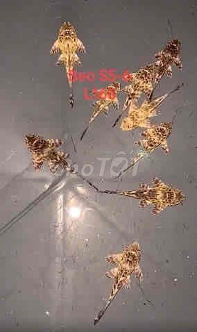 Pleco Beo đen S5-6. Mua bán Thú cưng khác tại Quận Gò Vấp Tp Hồ Chí Minh được đăng bởi Chất Pleco hình 2