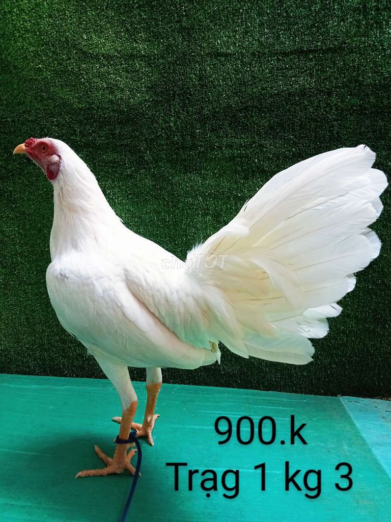 mã lai tơ zin trạg 1 kg 3. Mua bán Gà tại Quận Gò Vấp Tp Hồ Chí Minh được đăng bởi nam gà tre  hình 1