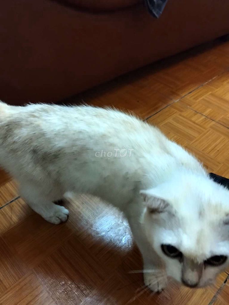 Mèo Anh lông ngắn Trắng. Mua bán Mèo tại Huyện Hóc Môn Tp Hồ Chí Minh được đăng bởi Dương Xuân hình 1