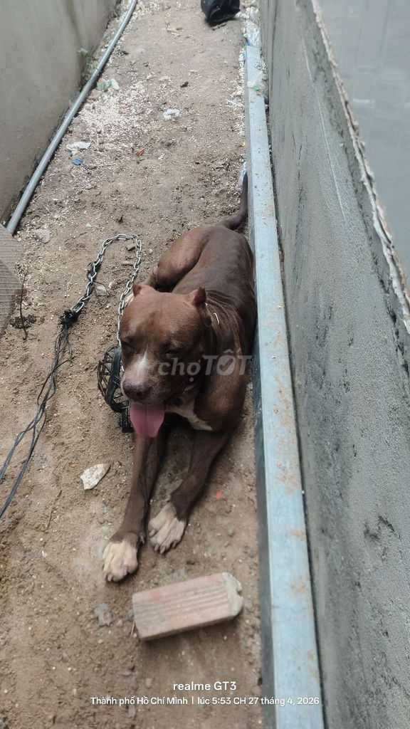 Cần Tìm Sen Mới Cho bé Bandog. Mua bán Chó tại Thị xã Bến Cát Bình Dương được đăng bởi Đào Nguyên Mẫn hình 1