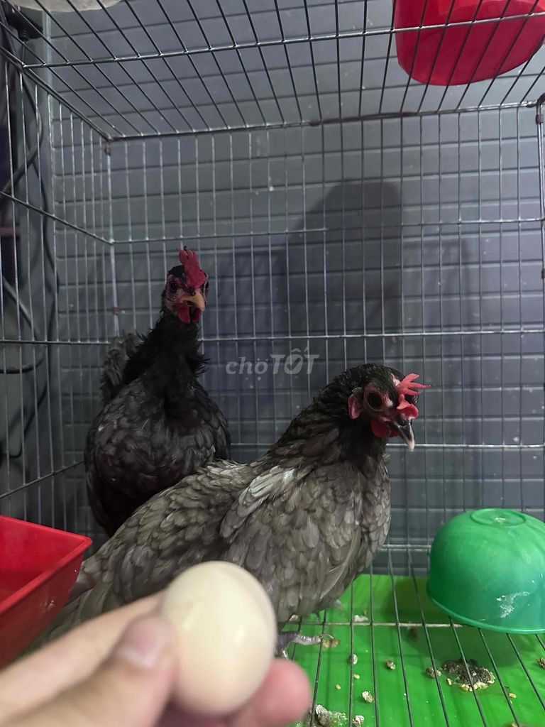 Gà Serama Xám Mái Đang đẻ. Mua bán Gà tại Quận 12 Tp Hồ Chí Minh được đăng bởi Anh bảo hình 1