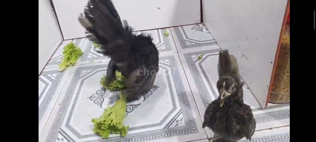 gà SERAMA CẶP TRỐNG MÁI Ô 38. Mua bán Gà tại Quận 8 Tp Hồ Chí Minh được đăng bởi THUẬN PHÁT SERAMA hình 7