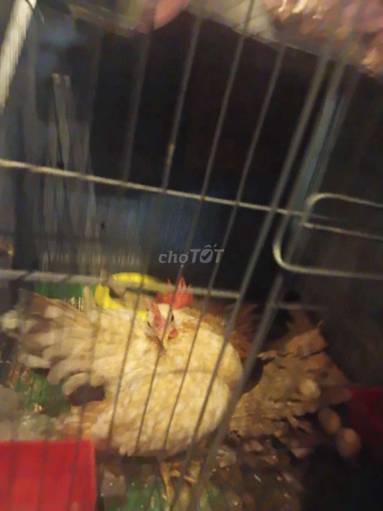 Gà Sesama 1 trống 1 mái có trứng. Mua bán Gà tại Huyện Nhà Bè Tp Hồ Chí Minh được đăng bởi Hoàng Duy hình 1