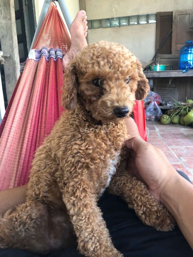 cả 2 bé Poodle cái 8 tháng, tìm chủ yêu thương,. Mua bán Chó tại Quận 11 Tp Hồ Chí Minh được đăng bởi Ben hình 1