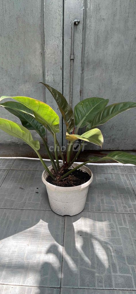 Cây cảnh Đế vương nâu. Mua bán Cây cảnh, đồ trang trí tại Quận Tân Phú Tp Hồ Chí Minh được đăng bởi Minh An hình 1