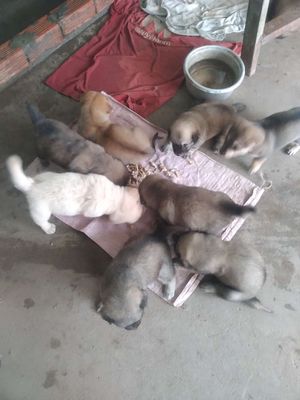 chó nhật lai chân lùn ngắn mập ú. Mua bán Chó tại Quận Ninh Kiều Cần Thơ được đăng bởi  Thanh Tùng loa kéo