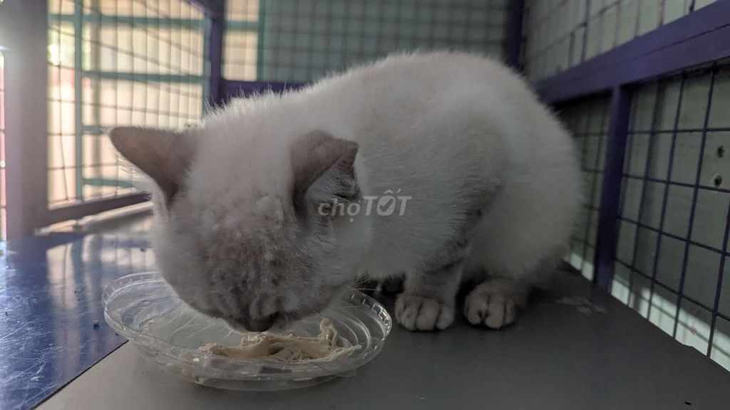 Tìm chủ.cái. Đang gào. Mua bán Mèo tại Quận 12 Tp Hồ Chí Minh được đăng bởi vạn sự tùy duyên  hình 5