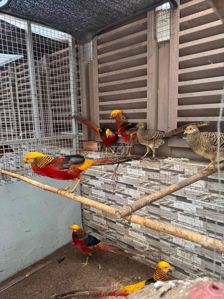 Chim trĩ đỏ 2 năm đang sinh sản. Mua bán Chim tại Thành phố Thủ Đức Tp Hồ Chí Minh được đăng bởi Đào Minh Thái hình 1