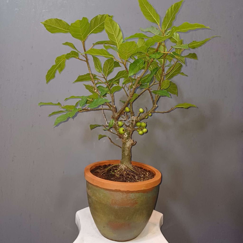 Cây sung nếp bonsai để bàn đang trái rễ nôm . Mua bán Cây cảnh, đồ trang trí tại Quận Tân Bình Tp Hồ Chí Minh được đăng bởi Bonsai và Chậu xưa hình 1