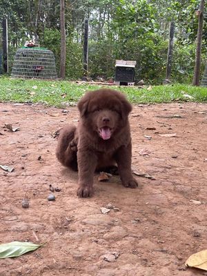 Chó Gấu Bắc Hà đực nâu tím
